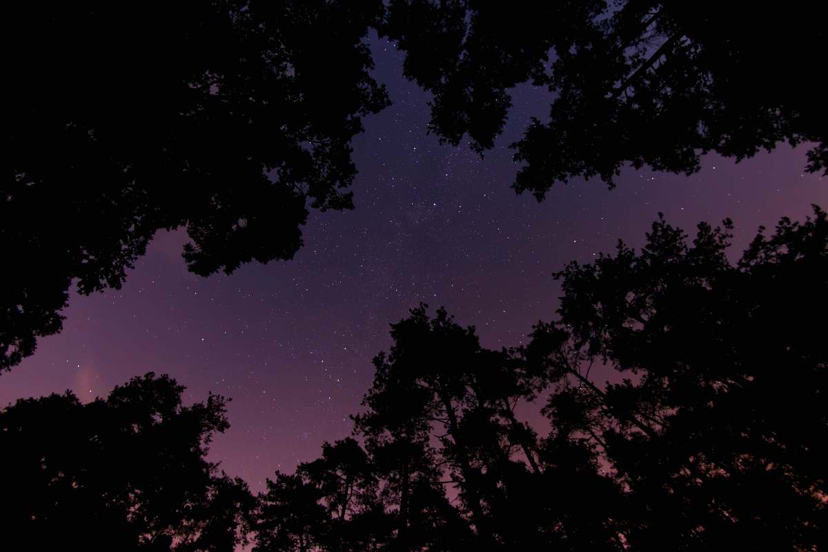 night sky low angle photo of tall trees at night trees